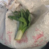 زرشک سفید کوه