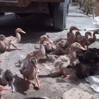 جوجه اردک ، مرغابی ، پکنی یک ماهه