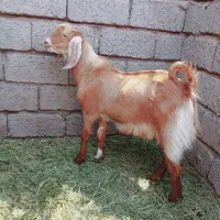 گوسفند فروشی