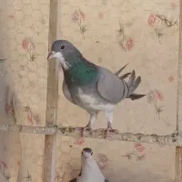 یک جفت خرقه کبوتر دمگیر کله دم سبز|پرنده|اصفهان, زهران|دیوار