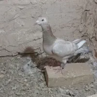 کفتر  بوم