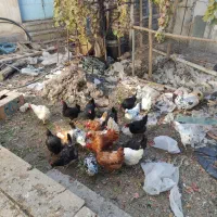 فروش مرغ بومی یک ساله