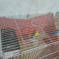 باسلام مرغ عشق تخم کن جفت|پرنده|قزوین, |دیوار