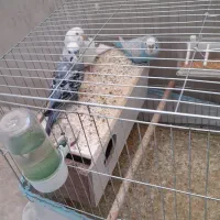 فروش سه عدد مرغ عشق