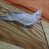 عروس هلندی|پرنده|شیراز, شهرک فرزانگان|دیوار