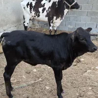 دهستان اخند