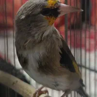 سهره کرمانی