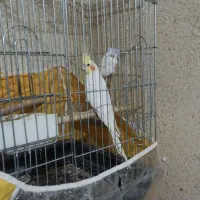 عروس هلندی نر