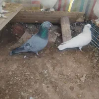 چند جفت کبوتر|پرنده|تبریز, |دیوار