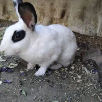 جفت نر خرگوش چاق