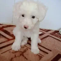 سگ.