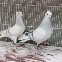 چنتا دم سفید