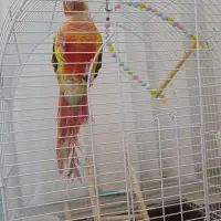 طوطی سالم سروحال وبازیگوش