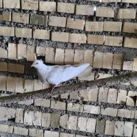 کفتر|پرنده|سبزوار, اسلام آباد|دیوار