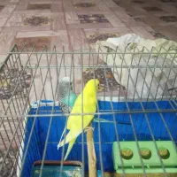 مرغ عشق|پرنده|یاسوج, |دیوار