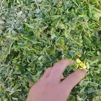 ذرت پربلال|عمده‌فروشی|نیشابور, بنیاد شهید|دیوار