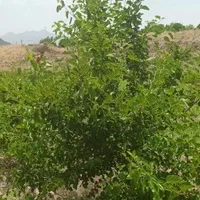 باغچه دنج زیبا روستای خوش اب وهوا زواریان|فروش زمین و ملک کلنگی|قم, بکایی|دیوار