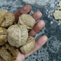 گردو مغز سفید و درجه یک