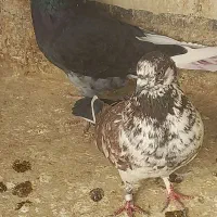 کبوتر پرشی کاشانی شازده، سوسکی، نر و ماده