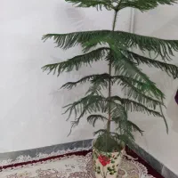 گل طبیعی|گل و گیاه طبیعی|نورآباد, |دیوار