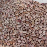 لوبیا چیتی اعلا|عمده‌فروشی|مرودشت, ابوذر شمالی‎|دیوار