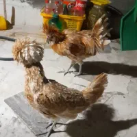 مرغ و خروس لهستانی