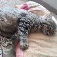 گربه میخوام