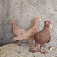 ۱۰ تا کبوتر خوشگل اصیل
