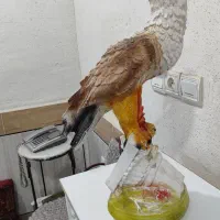 مجسمه عقاب