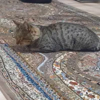 گربه گمشده