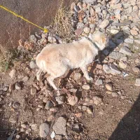 سگ ماده|سگ|الشتر, |دیوار