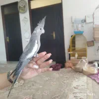 عروس هلندی وایت فیس|پرنده|قشلاق دشت, |دیوار