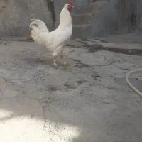 خروس کاکلی پاپر یه تیغ سفید ۱ساله|حیوانات مزرعه|صحنه, |دیوار