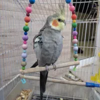 عروس هلندی