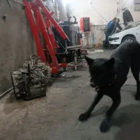 سگ مالینیوز بلک