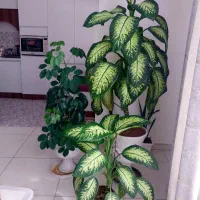 گل طبیعی زیبا
