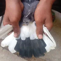 کبوتر