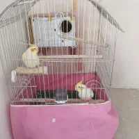 عروس هلندی دو عدد نر و ماده که نرش سخن گو هست