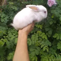 فروش بچه خرگوش زیبا