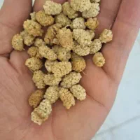 فروش توت خشک|خوردنی و آشامیدنی|قم, قلعه کامکار|دیوار