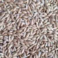 تخم کتان بوجاری|خوردنی و آشامیدنی|قشلاق دشت, |دیوار