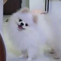 پامرانین نر مخصوص کشش