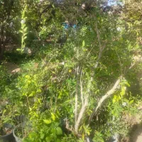حراج نهال گوجی بری|گل و گیاه طبیعی|تهران, بوستان چیتگر|دیوار