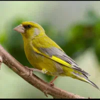 سهره سبز|پرنده|الشتر, |دیوار