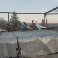 کبوتر شب بازی|پرنده|شیراز, تندگویان|دیوار