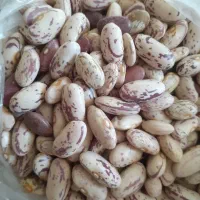 لوبیا چیتی درشت تمیز