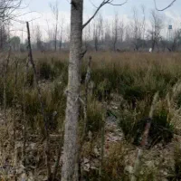 100متر-زمین-درلاهیجان-روستای-بندبون