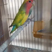 طوطی برزیلی