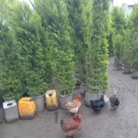 طراح فضای سبز و خدمات باغبانی