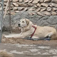 ماده پژدر|سگ|سنندج, |دیوار